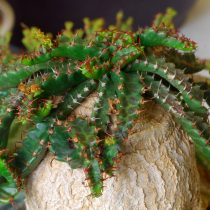 Молочай звездчатый (Euphorbia stellata) Молочай звездчатый каудексный