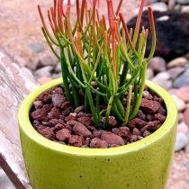 Молочай тирукалли (Euphorbia tirucalli) Молочай тирукалли кустистый