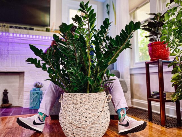 Zamioculcas zamiifolia ning tabiiy yaltiroq barglari jozibali ko'rinishini saqlab qolish uchun juda oz harakat talab qiladi. Zamioculcas qozonda