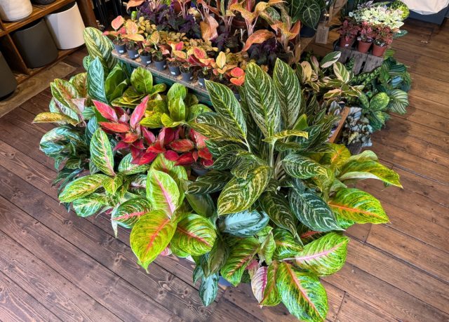 Aglaonema pushti barglari bo'lgan navlarni o'z ichiga olgan ba'zi qiziqarli yangi navlarga ega. Yorqin barglari bo'lgan Aglaonema