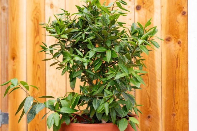Dafna dafnasi (Laurus nobilis) barglari yil davomida yashil va yaltiroq bo'ladi. Hatto qishning eng qahraton kunlarida ham bu daraxt uyingizga ajoyib ko'katlar purkaydi. Uy bog'idagi dafna