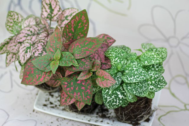 Hypoestes phyllostachya - to'q yashil barglarida quvnoq pushti dog'lar bilan bezatilgan maftunkor kichik bezak o'simlik. Pushti dog'lar bilan gipoestlar