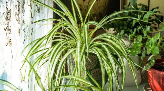 Xlorofitum (Chlorophytum comosum) o'stirish uchun eng oson gullardan biri deb atash mumkin. Xlorofitum rozetkalar bilan