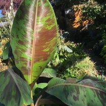 Банан дарджилингский (Musa sikkimensis) 'Red Tiger' Пестрые листья сорта Red Tiger