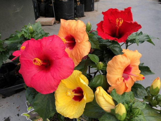 Крупный план цветка гибискуса сорта Longiflora