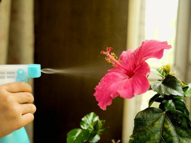 Процесс очистки листьев гибискуса от пыли
