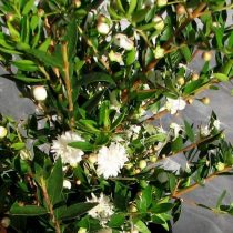 Сорт мирта Flore Pleno