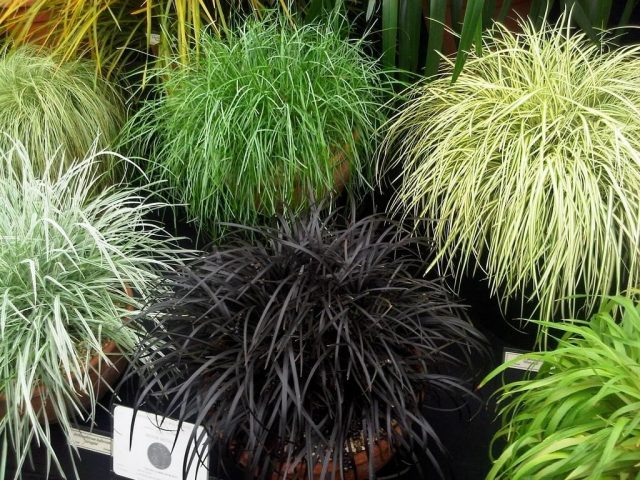Офиопогон, или Ландышник (Ophiopogon) Соцветия и плоды офиопогона