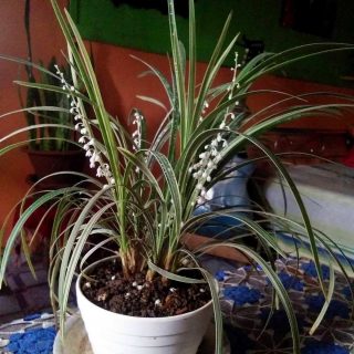 Офиопогон ябуран, или Белый японский ландышник (Ophiopogon jaburan) Офиопогон ябуран в горшке