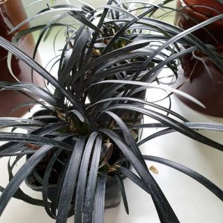 Офиопогон японский (Ophiopogon japonicus) Офиопогон японский крупным планом