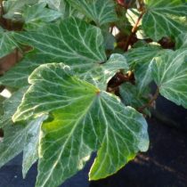 Сорт Hedera helix Green Ripple