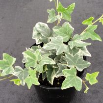 Сорт Hedera helix Glacier