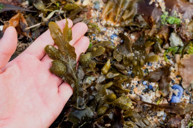 Применение удобрений из морских водорослей для повышения урожайности овощных культур