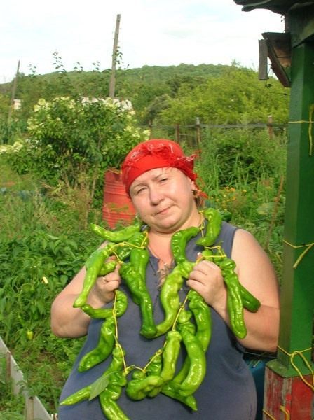 Сбор урожая лука и корнеплодов