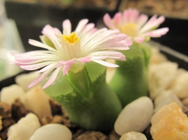 Конофитум (Conophytum devium) Внешний вид конофитума в горшке