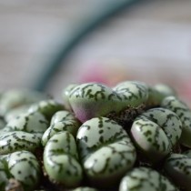 Конофитум (Conophytum obcordellum) Конофитум obcordellum