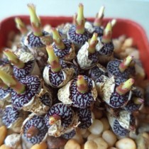 Конофитум (Conophytum calculus) Конофитум calculus