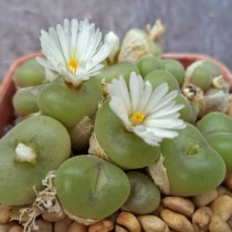 Конофитум вогнутый (Conophytum concavum) Конофитум вогнутый