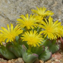 Конофитум двухлопастный (Conophytum bilobum) Конофитум двухлопастный