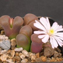 Конофитум Фридриха (Conophytum friedrichiae) Конофитум Фридриха