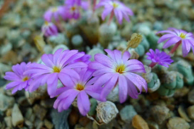 Конофитум (Conophytum herreanthus) Конофитум в интерьере