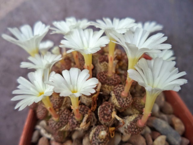 Конофитум (Conophytum pellucidum) Конофитум pellucidum