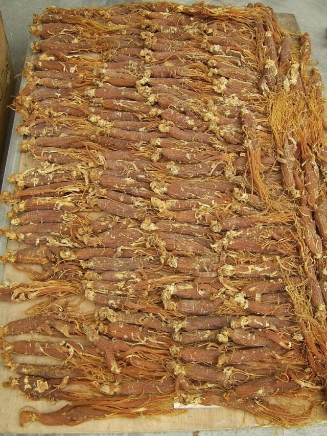 Женьшень настоящий (Panax ginseng)