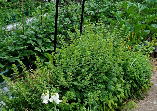 Мелисса лимонная (Melissa officinalis)