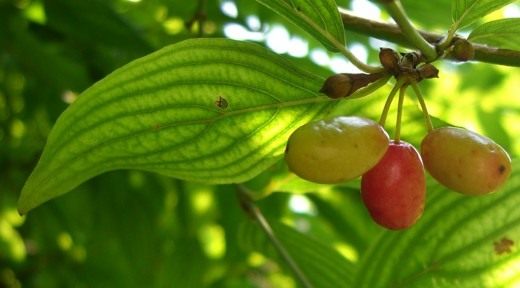 Ухоженный приствольный круг кизила