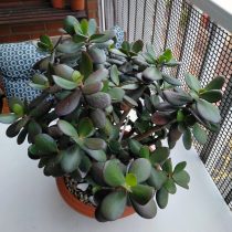 Толстянка овальная (Crassula ovata), сорт «Минор» Компактный сорт крассулы Минор