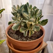 Толстянка овальная (Crassula ovata), сорт «Триколор» Пестролистный сорт Триколор