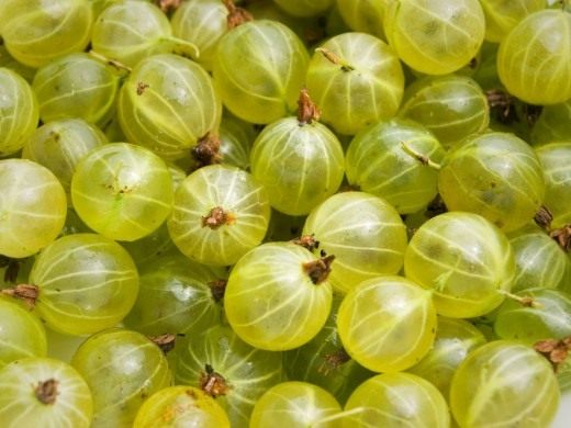 Спелые плоды крыжовника на кусте