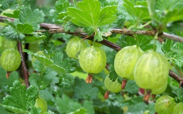 Посадка крыжовника и уход за кустарником в саду