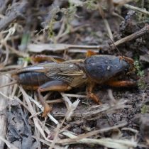 Медведка (Gryllotalpa gryllotalpa) Медведка (Gryllotalpa gryllotalpa)
