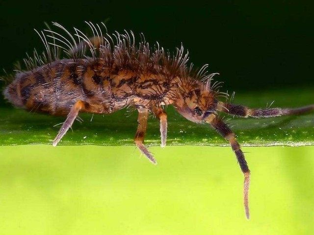 Внешний вид ногохвостки Orchesella villosa