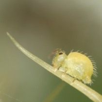 Зеленый сминтур (Sminthurus viridis) на листе