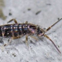 Коллембола Tomocerus vulgaris в естественной среде