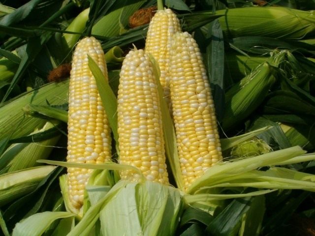 Правила выращивания сахарной кукурузы для получения богатого урожая початков