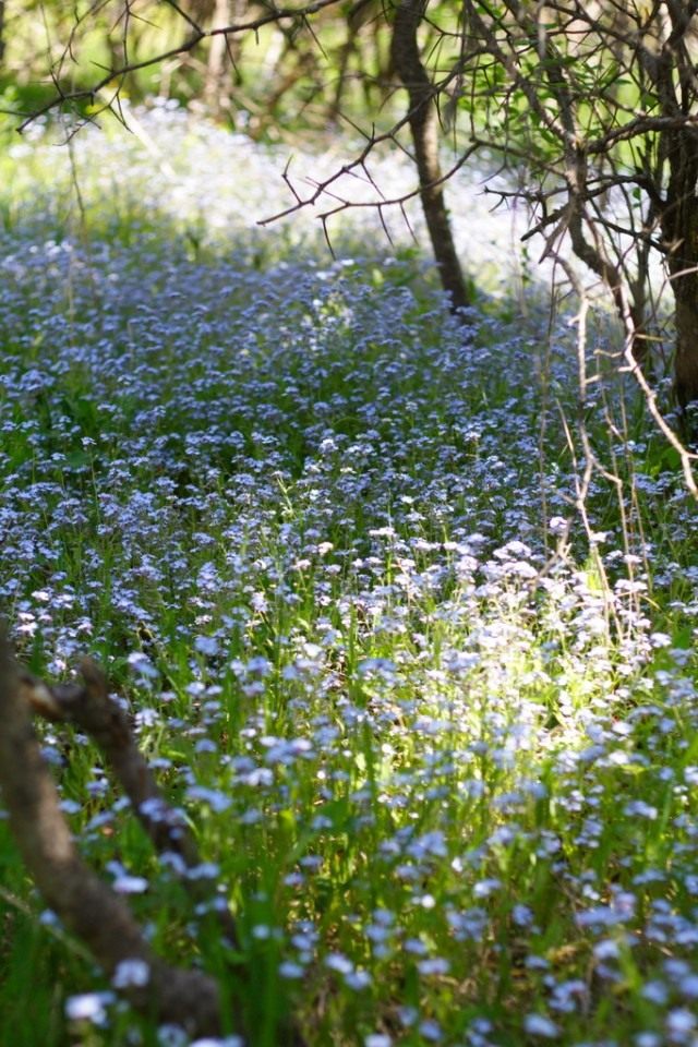 Незабудка (Myosotis) как самосеющийся сорняк