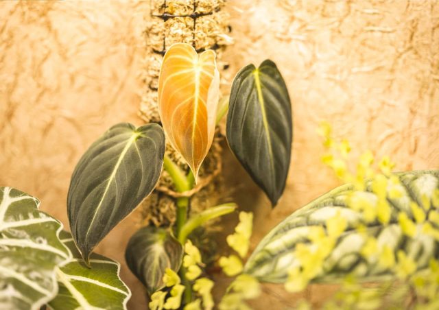 Filodendron tayanchga biriktirilgan