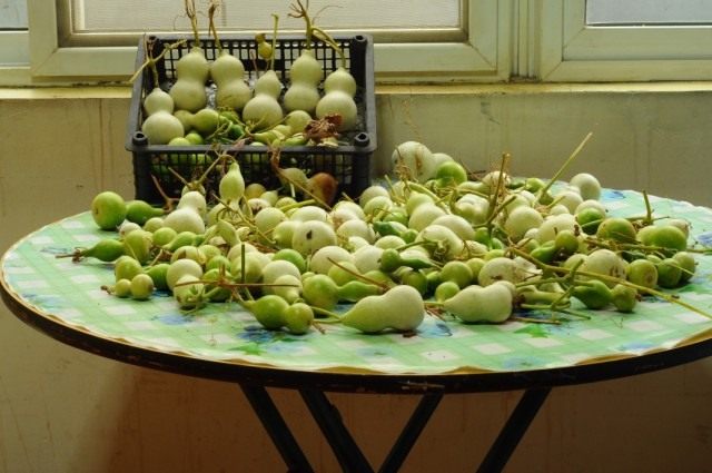 Молодые плоды лагенарии в стадии технической спелости