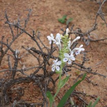 Лаперузия пирамидальная (Lapeirousia pyramidalis) Лаперузия пирамидальная с кремовыми цветками