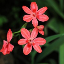 Лаперузия багряная (Lapeirousia cruenta) Лаперузия багряная с яркими розовыми цветками