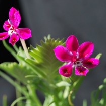 Лаперузия смолевковидная (Lapeirousia silenoides) Лаперузия смолевковидная с контрастными пятнами на лепестках
