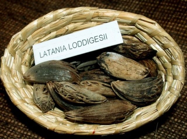 Семена латании для проращивания