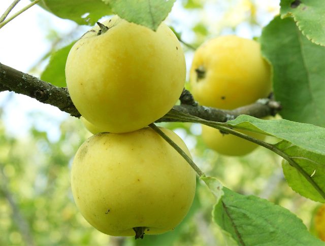 Яблоки Анис алый