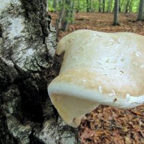 Берёзовая губка (Piptoporus betulinus) 
