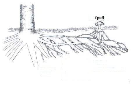 Схема формирования микоризы