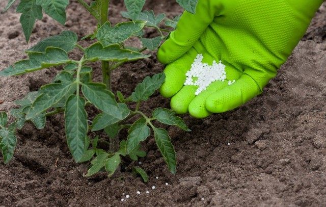 Летние подкормки овощных культур в открытом грунте с учетом фаз развития