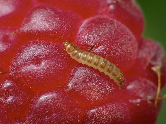 Малинный жук (Byturus tomentosus)